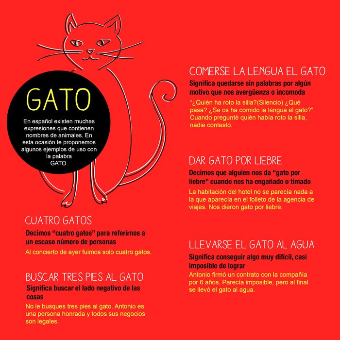 Expresiones en español con la palabra gato